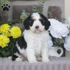 Finn, Cavapoo Puppy